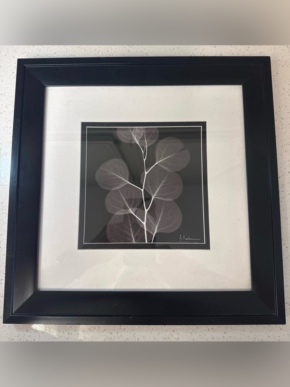 Framed print titled
"Eucalyptus Xray 2" by photographer/ artist Albert Koetsier